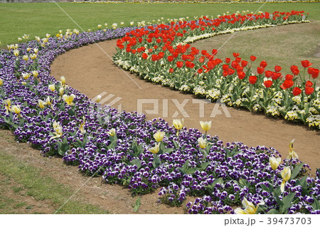 チューリップ　 Tulip 39473703