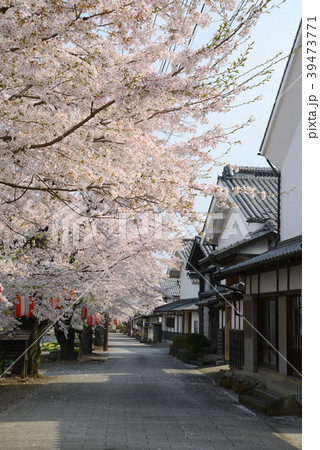 城下町小旙桜並木 39473771