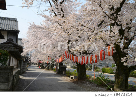 城下町小旙桜並木 39473814