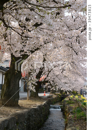 城下町小旙桜並木 39473815