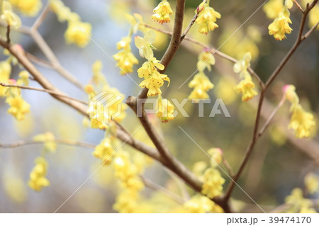 トサミズキの花 39474170