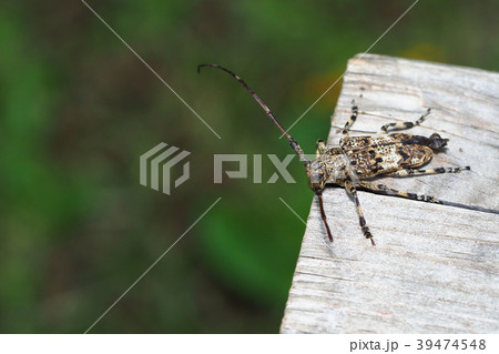 ナガゴマフカミキリ ナガゴマフカミキリ 39474548