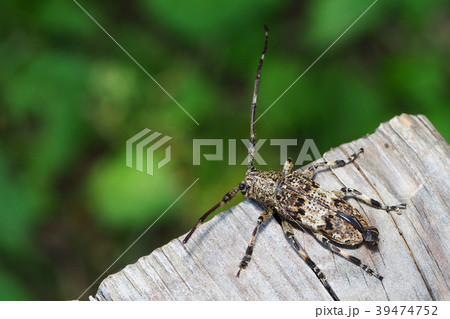 ナガゴマフカミキリ 39474752