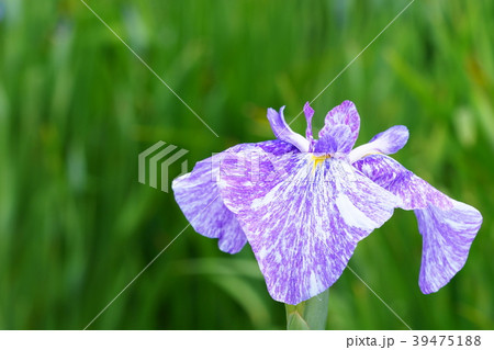 ハナショウブの花 39475188