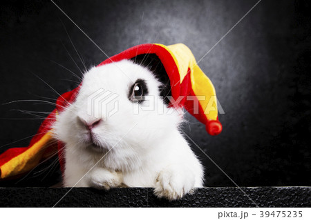 Rabbit with a joker cap on a black background Rabbit with a joker cap on a black background 39475235
