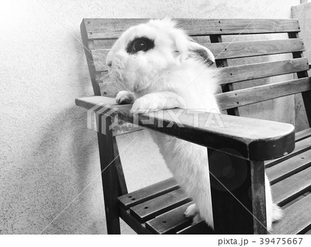 White beautiful funny rabbit standing on a bench. White beautiful funny rabbit standing on a bench. 39475667