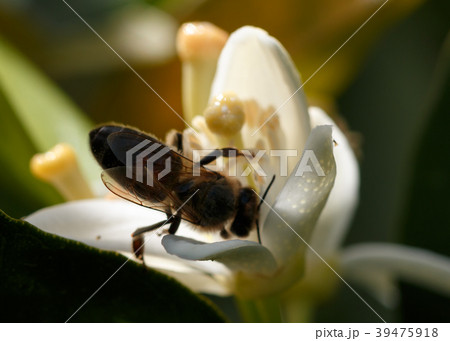 orange tree blossom with bee 39475918