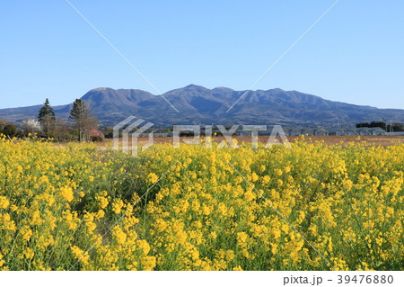 赤城山と菜の花 39476880