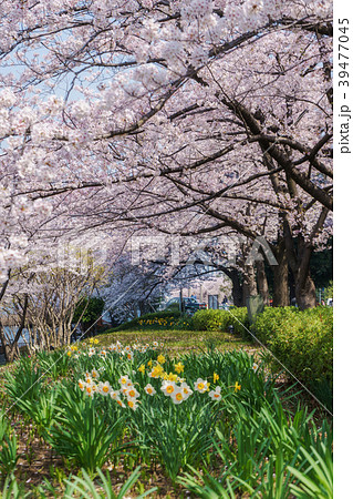 桜並木と水仙 桜並木と水仙 39477045