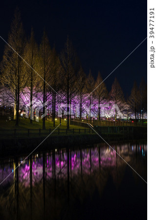 打上治水緑地/桜のライトアップ 打上治水緑地/桜のライトアップ 39477191