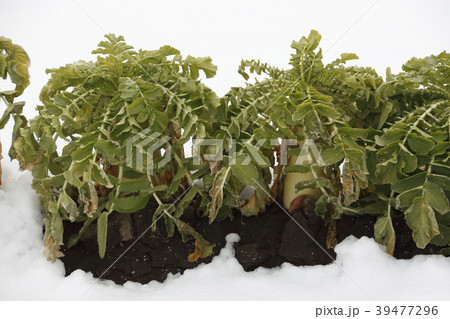 雪害により枯れる「ダイコン」 雪害により枯れる「ダイコン」 39477296