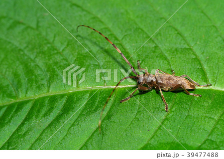ビロードカミキリの一種 39477488