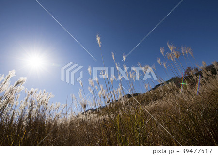 休日ハイキングイメージ (兵庫県 砥峰高原) 休日ハイキングイメージ (兵庫県 砥峰高原) 39477617