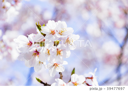 桜クローズアップ 桜クローズアップ 39477697