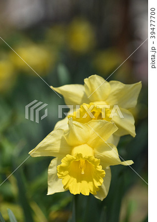 ラッパズイセン 39477700