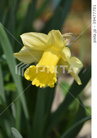 ラッパズイセン 39477701