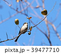エナガとハートの実 39477710