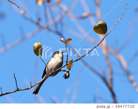 エナガとハートの実 エナガとハートの実 39477710