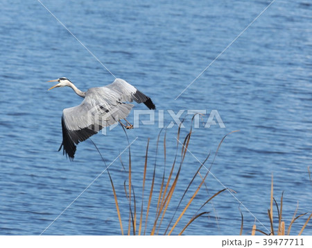 アオサギの飛翔 39477711