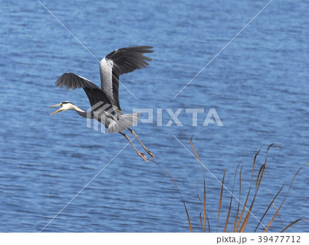 アオサギの飛翔 39477712
