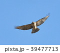 ノスリ 39477713
