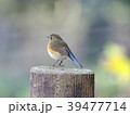 ルリビタキ 39477714