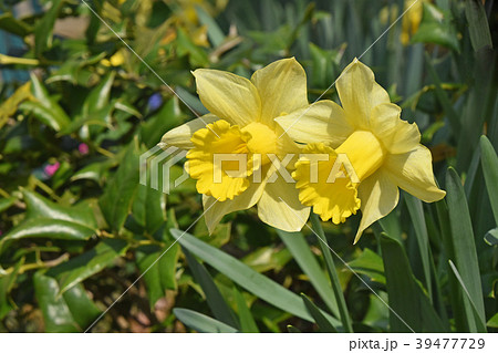 ラッパズイセン 39477729