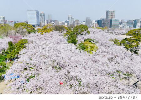 舞鶴公園 39477787