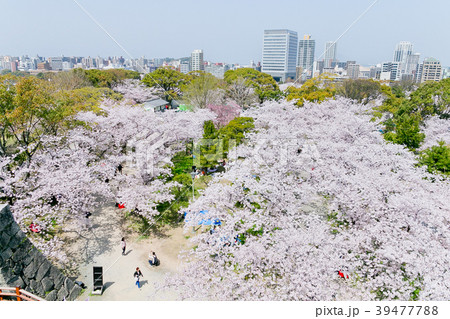 舞鶴公園 39477788