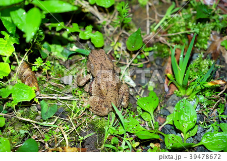 ニホンヒキガエル 39478672