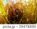 カヤネズミの巣 39478890