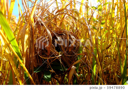 カヤネズミの巣 39478890
