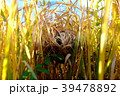 カヤネズミの巣 39478892