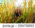 カヤネズミの巣 39478893