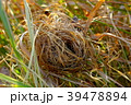 カヤネズミの巣 39478894