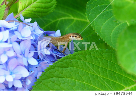 ニホンカナヘビとアジサイの花 ニホンカナヘビとアジサイの花 39478944