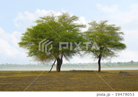 Two trees at the shore near Veer dam, Maharashtra Two trees at the shore near Veer dam, Maharashtra 39479053