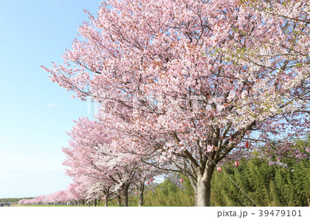 辰ノ口親水公園の桜 茨城県常陸大宮市 辰ノ口親水公園の桜 茨城県常陸大宮市 39479101