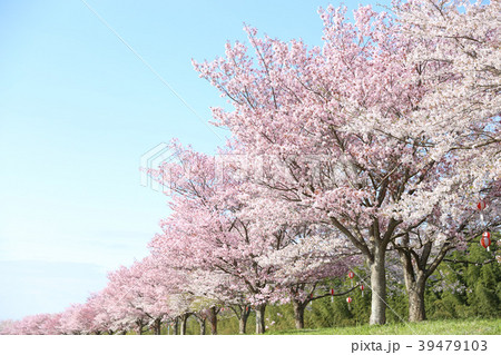 辰ノ口親水公園の桜 茨城県常陸大宮市 辰ノ口親水公園の桜 茨城県常陸大宮市 39479103