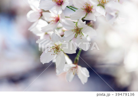 桜　＠東京2018　07 39479136
