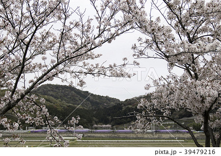 満開の桜と500 TYPE EVA 39479216