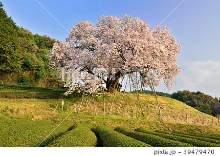 納戸料の百年桜 納戸料の百年桜 39479470
