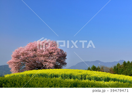 馬場の山桜 馬場の山桜 39479471
