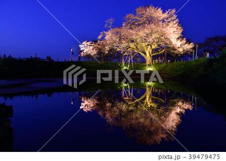 浅井の一本桜 39479475