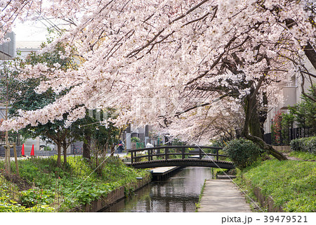 二ヶ領用水 宿河原堤桜並木 39479521