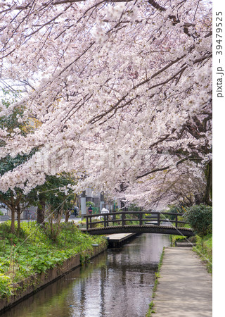 二ヶ領用水 宿河原堤桜並木 二ヶ領用水 宿河原堤桜並木 39479525