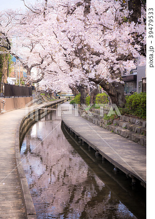 二ヶ領用水 宿河原堤桜並木 39479533