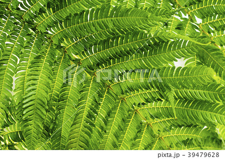 インドアプラント観葉植物 シダ類のクローズアップの写真素材