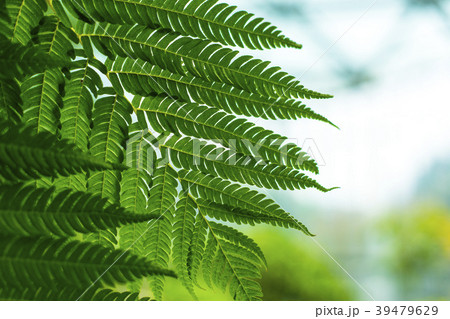観葉植物 シダ インドアプラントの写真素材