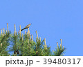 空高く鳴くヒヨドリ 39480317